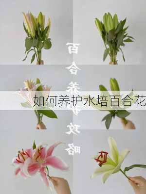 如何养护水培百合花