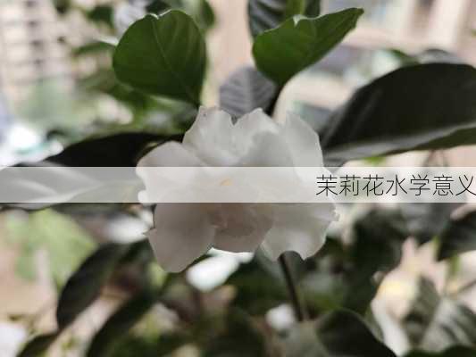 茉莉花水学意义