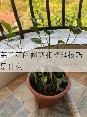 茉莉花的修剪和整理技巧是什么