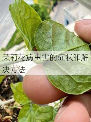 茉莉花病虫害的症状和解决方法