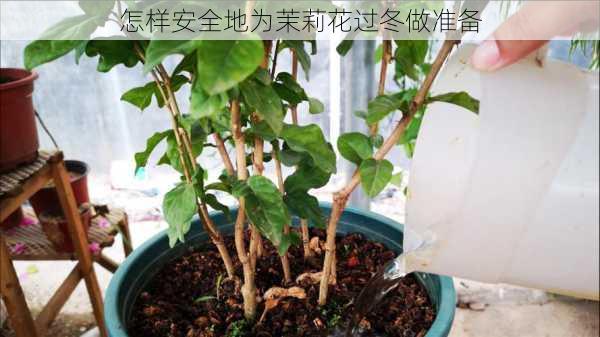 怎样安全地为茉莉花过冬做准备