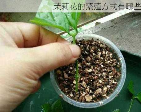 茉莉花的繁殖方式有哪些