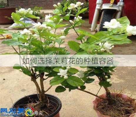 如何选择茉莉花的种植容器