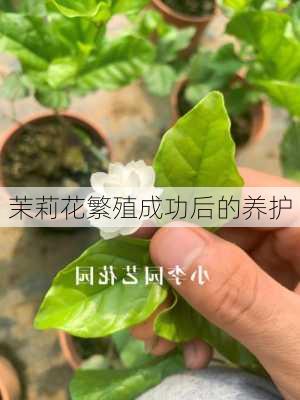 茉莉花繁殖成功后的养护