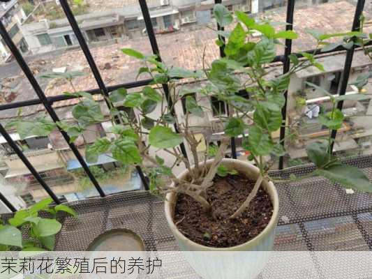 茉莉花繁殖后的养护