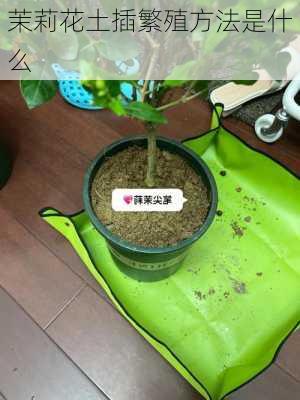 茉莉花土插繁殖方法是什么