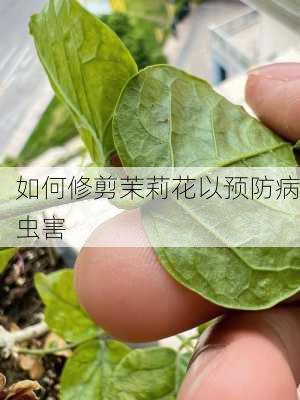 如何修剪茉莉花以预防病虫害