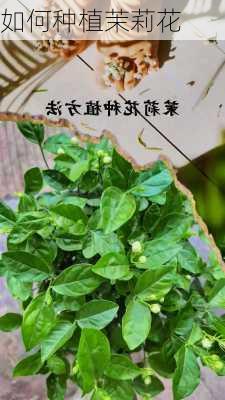 如何种植茉莉花