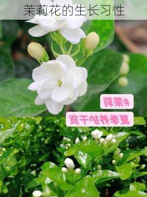 茉莉花的生长习性