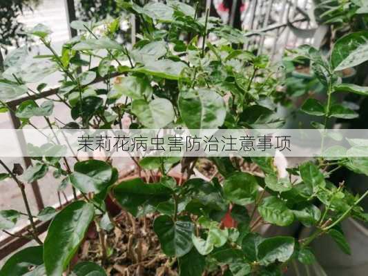 茉莉花病虫害防治注意事项