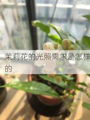 茉莉花的光照需求是怎样的