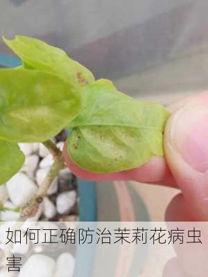 如何正确防治茉莉花病虫害