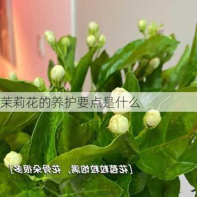 茉莉花的养护要点是什么