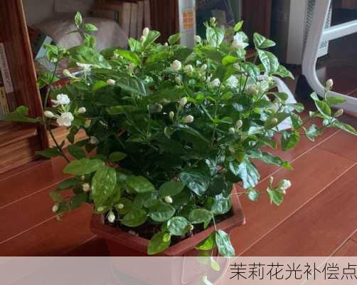 茉莉花光补偿点