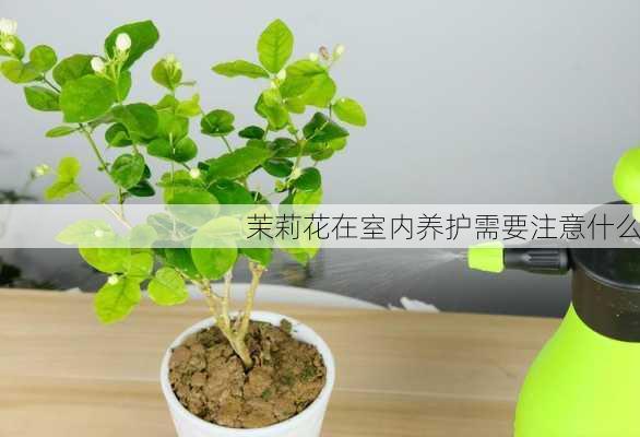 茉莉花在室内养护需要注意什么