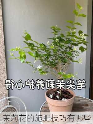 茉莉花的施肥技巧有哪些