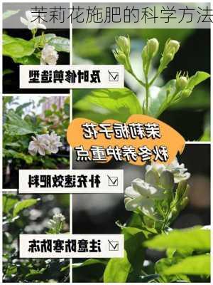 茉莉花施肥的科学方法