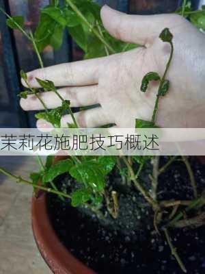 茉莉花施肥技巧概述