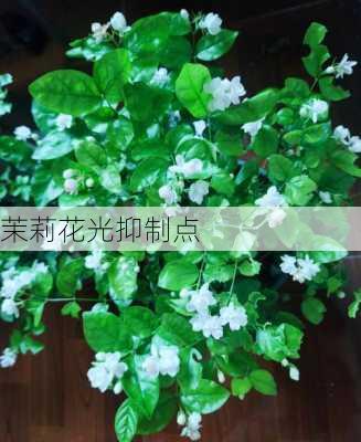 茉莉花光抑制点