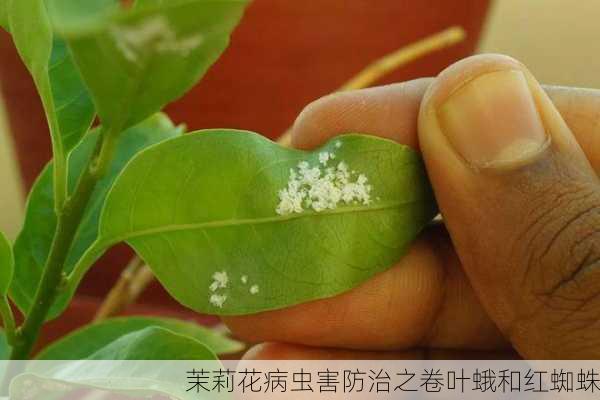 茉莉花病虫害防治之卷叶蛾和红蜘蛛