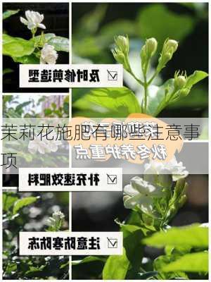 茉莉花施肥有哪些注意事项