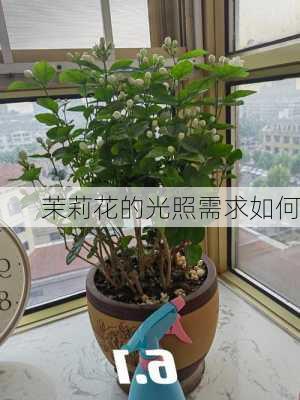 茉莉花的光照需求如何