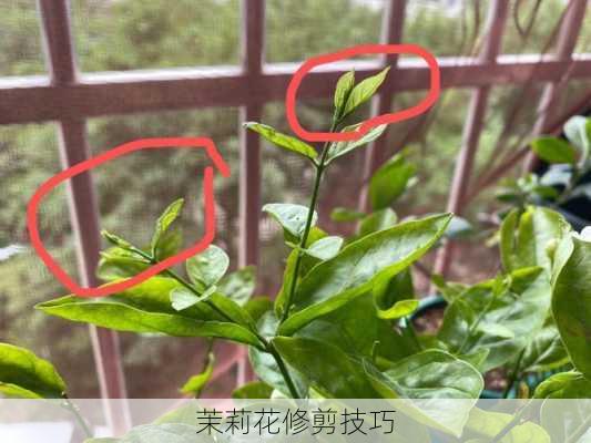 茉莉花修剪技巧