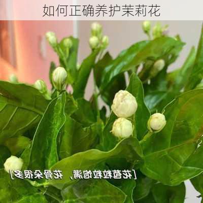 如何正确养护茉莉花