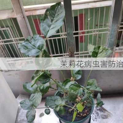 茉莉花病虫害防治