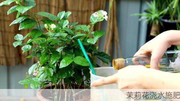 茉莉花浇水施肥