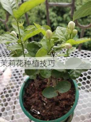 茉莉花种植技巧