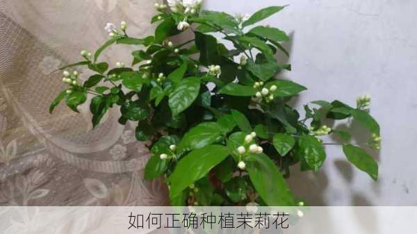 如何正确种植茉莉花