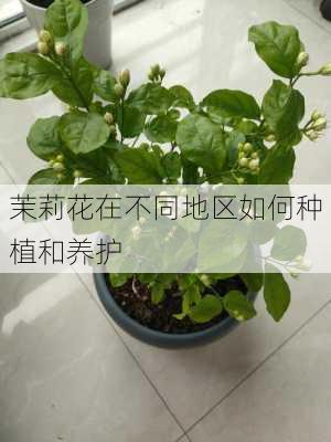 茉莉花在不同地区如何种植和养护