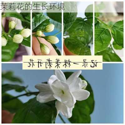 茉莉花的生长环境