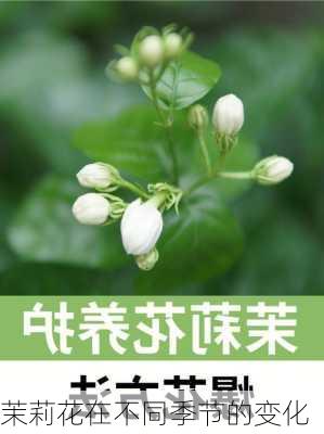 茉莉花在不同季节的变化