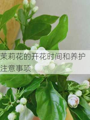 茉莉花的开花时间和养护注意事项