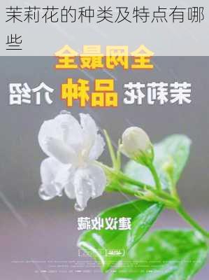 茉莉花的种类及特点有哪些