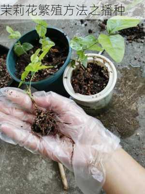 茉莉花繁殖方法之播种