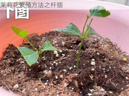 茉莉花繁殖方法之杆插