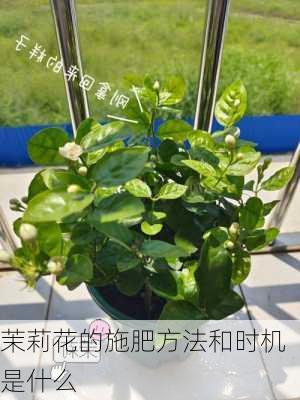 茉莉花的施肥方法和时机是什么