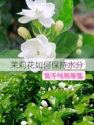 茉莉花如何保持水分