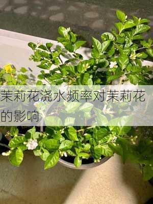 茉莉花浇水频率对茉莉花的影响