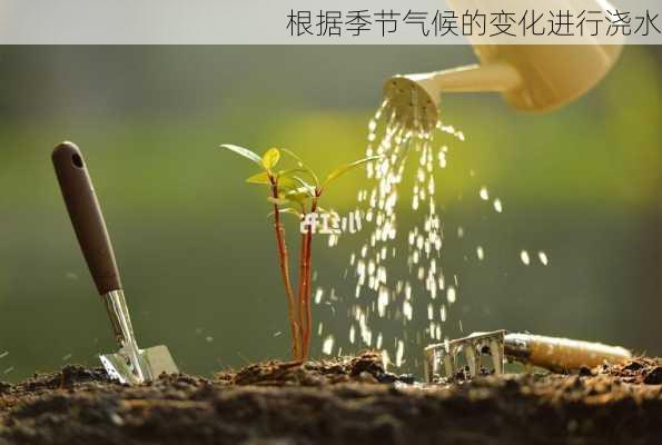 根据季节气候的变化进行浇水