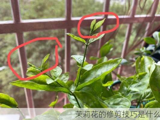 茉莉花的修剪技巧是什么