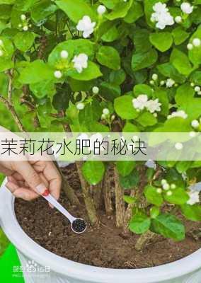 茉莉花水肥的秘诀