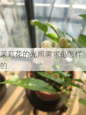 茉莉花的光照需求是怎样的