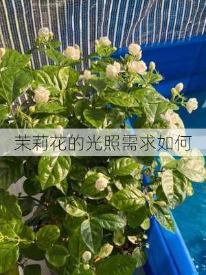 茉莉花的光照需求如何