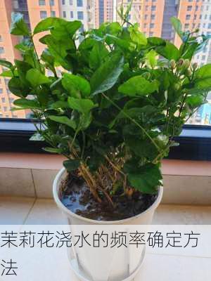 茉莉花浇水的频率确定方法