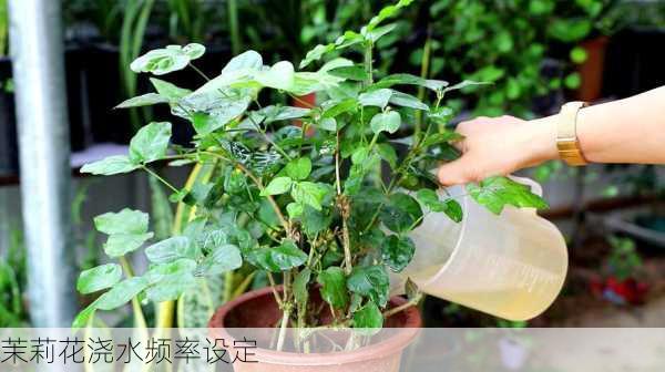 茉莉花浇水频率设定