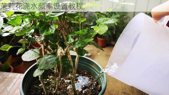 茉莉花浇水频率设置教程